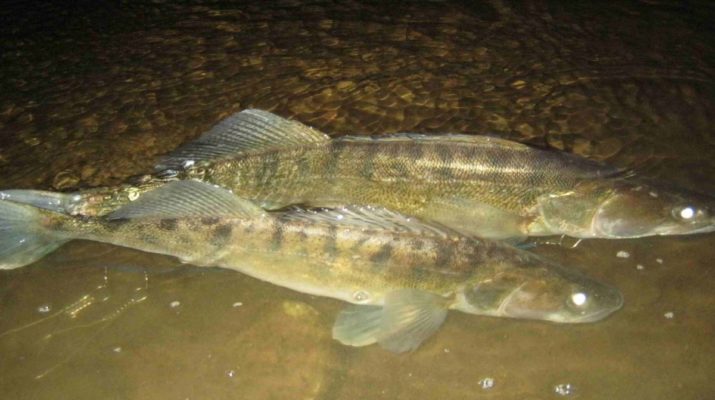 Внимание, у судака начинается нерест!